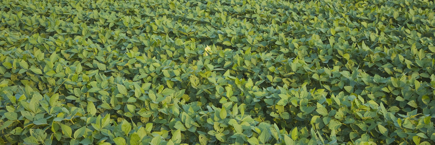 Banner image of Plainfield